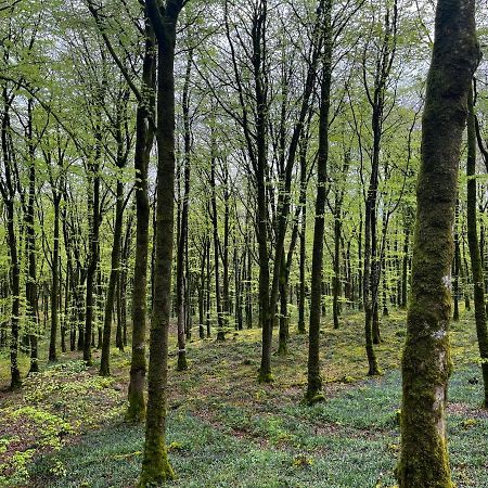 Mullaghmeen Forest Mullingar Zewnętrze zdjęcie